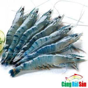 tôm sú
