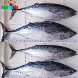 Cá ngừ tươi