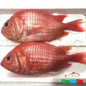Cá sơn đỏ tươi ngon tại Cảng Hải Sản