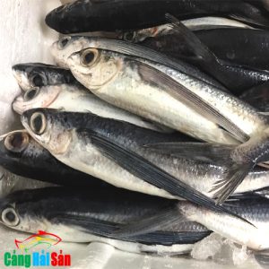 cá chuồn