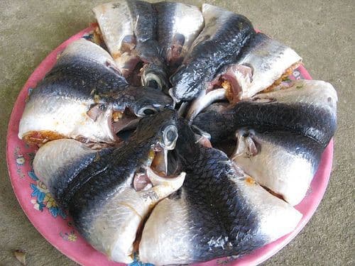 cá chuồn nước gập