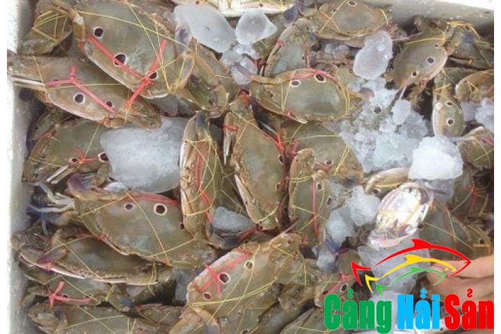 chuyên sỉ ghẹ ba chấm