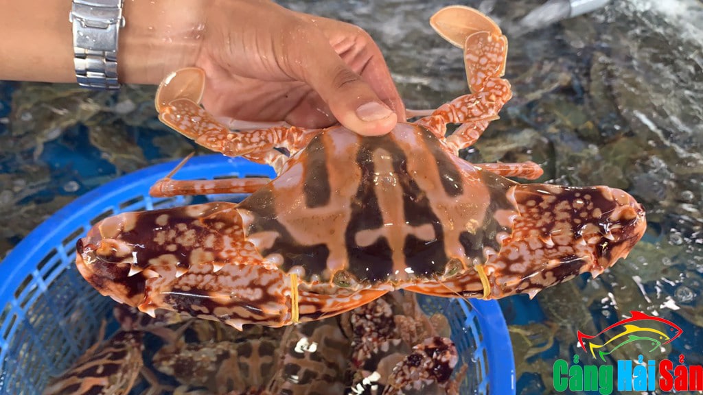 Chuyên sỉ ghẹ đỏ