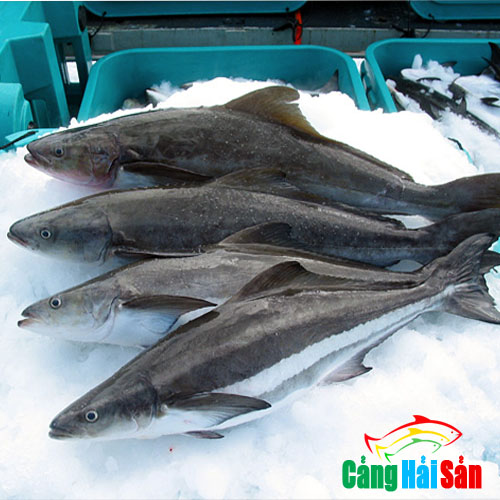 Mua cá bớp ở Hà Nội