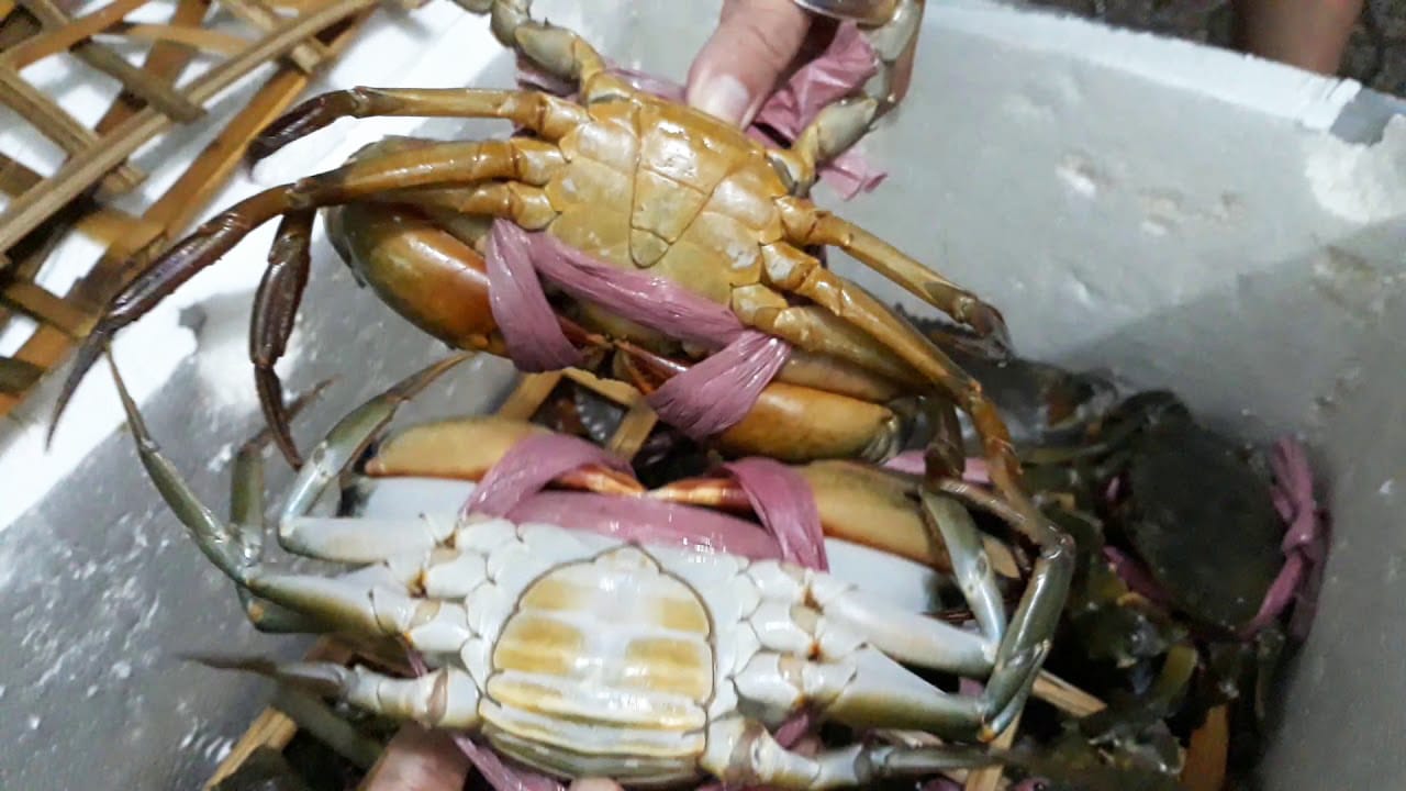 bảo quản cua biển trong tủ lạnh