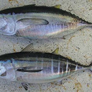 cá ngừ vây vàng