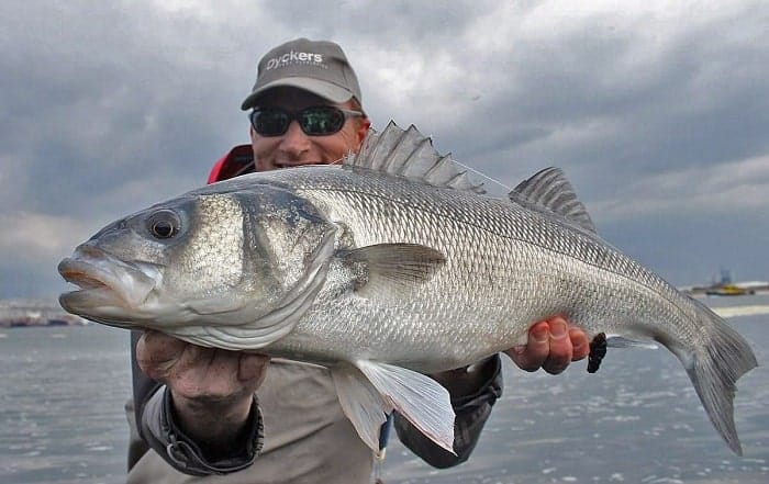 ăn cá vược có tốt không