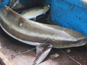 cách khử mùi tanh cá bớp