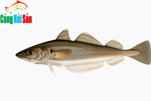 tác dụng của cá mối là gì