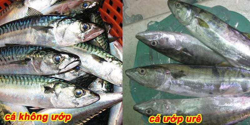 nhận biết cá ngâm hóa chất