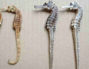 cách chọn cá ngựa khô