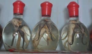 nên ngâm cá ngựa tươi hay khô