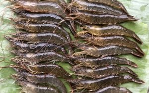 cách lựa chọn tôm tươi ngon