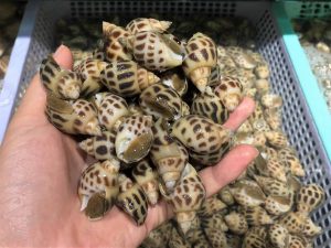 cách chọn ốc hương tươi ngon