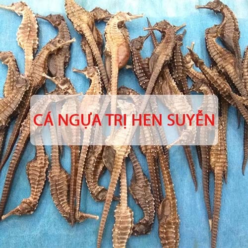 cá ngựa trị bệnh hen suyễn