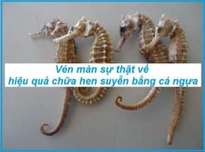 cách chữa hen suyễn bằng cá ngựa