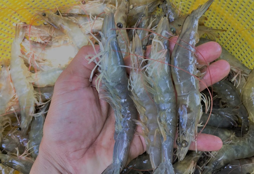 thành phần dinh dưỡng của tôm thẻ chân trắng