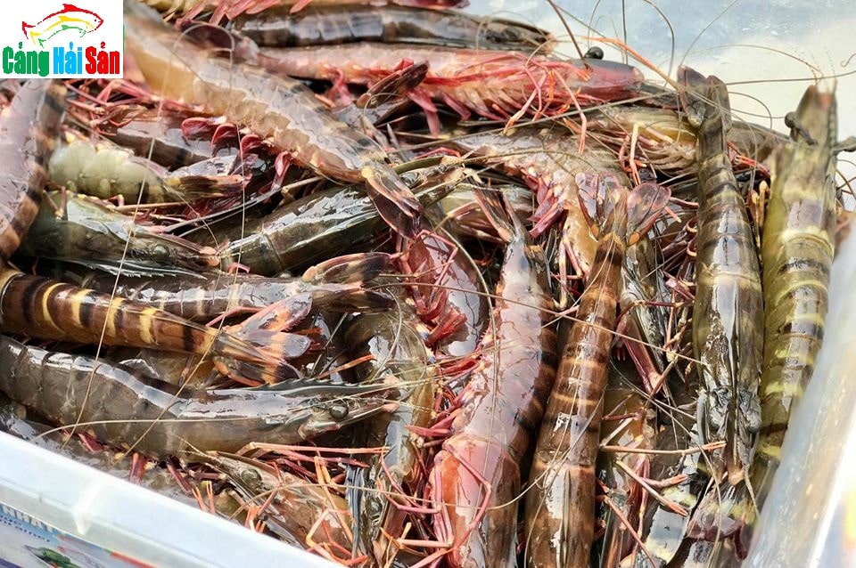 môi trường sống của tôm sú