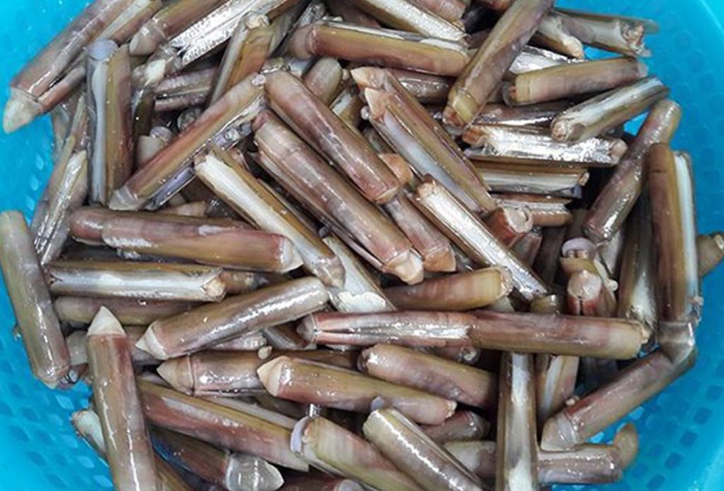 cách chọn ốc móng tay tươi ngon