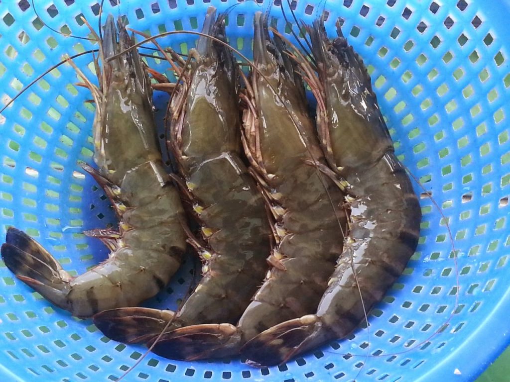 thành phần dinh dưỡng của tôm biển