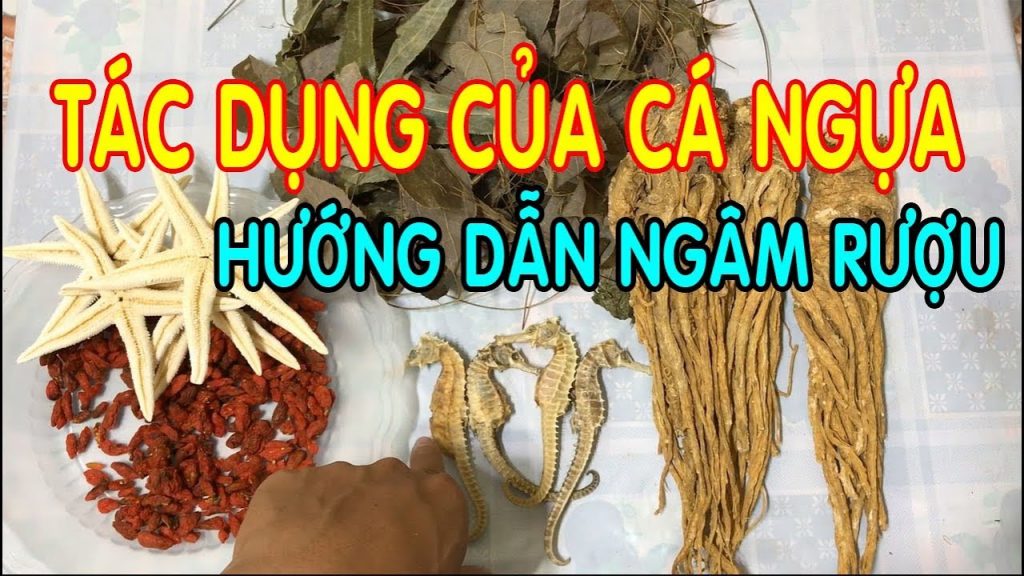 hướng dẫn ngâm cá ngựa