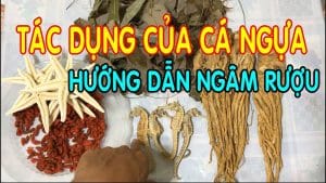 hướng dẫn ngâm cá ngựa