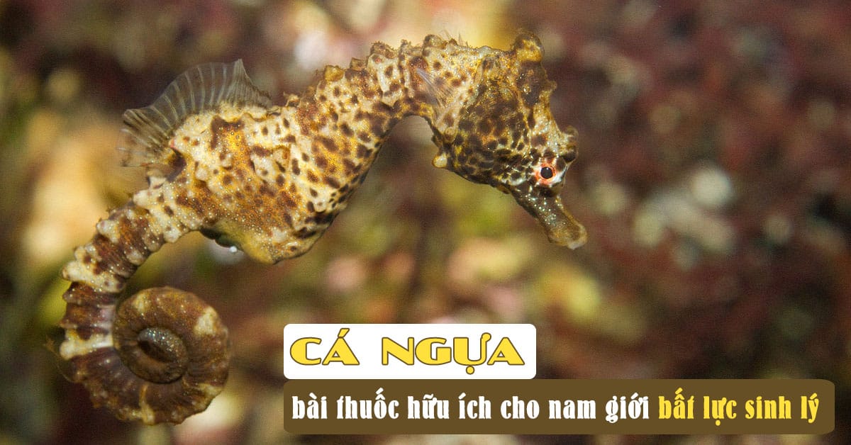 tác dụng của cá ngựa