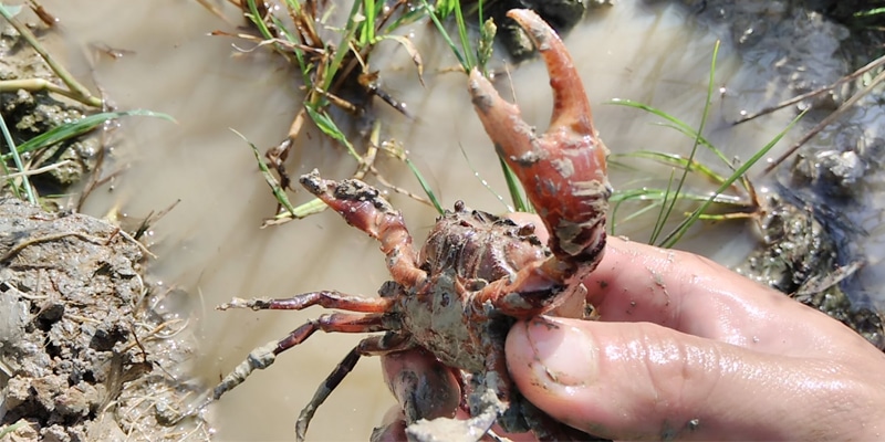 cách chế biến cua đồng