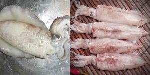 cách lựa chọn mực nang và mực ống tươi ngon