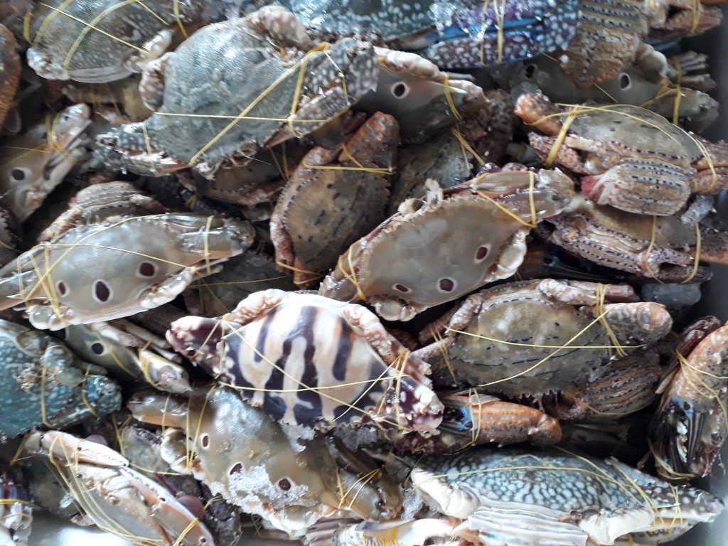 các loại ghẹ biển ở việt nam