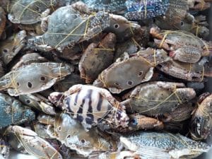 các loại ghẹ biển ở việt nam