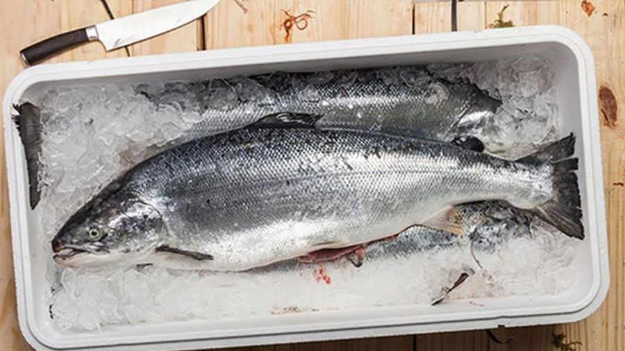 cách bảo quản cá trong tủ lạnh