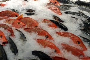 hải sản cấp đông có tốt không