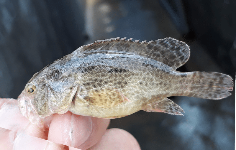 cá mú trân châu là gì