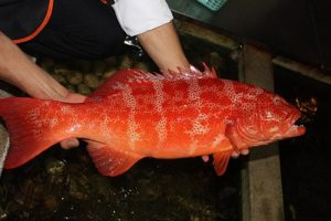 đặc điểm của cá mú trân châu