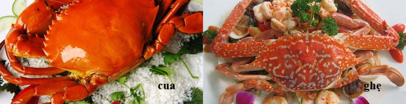 sự khác nhau giữa cua và ghẹ