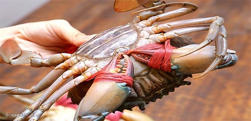 quy trình lột xác của cua