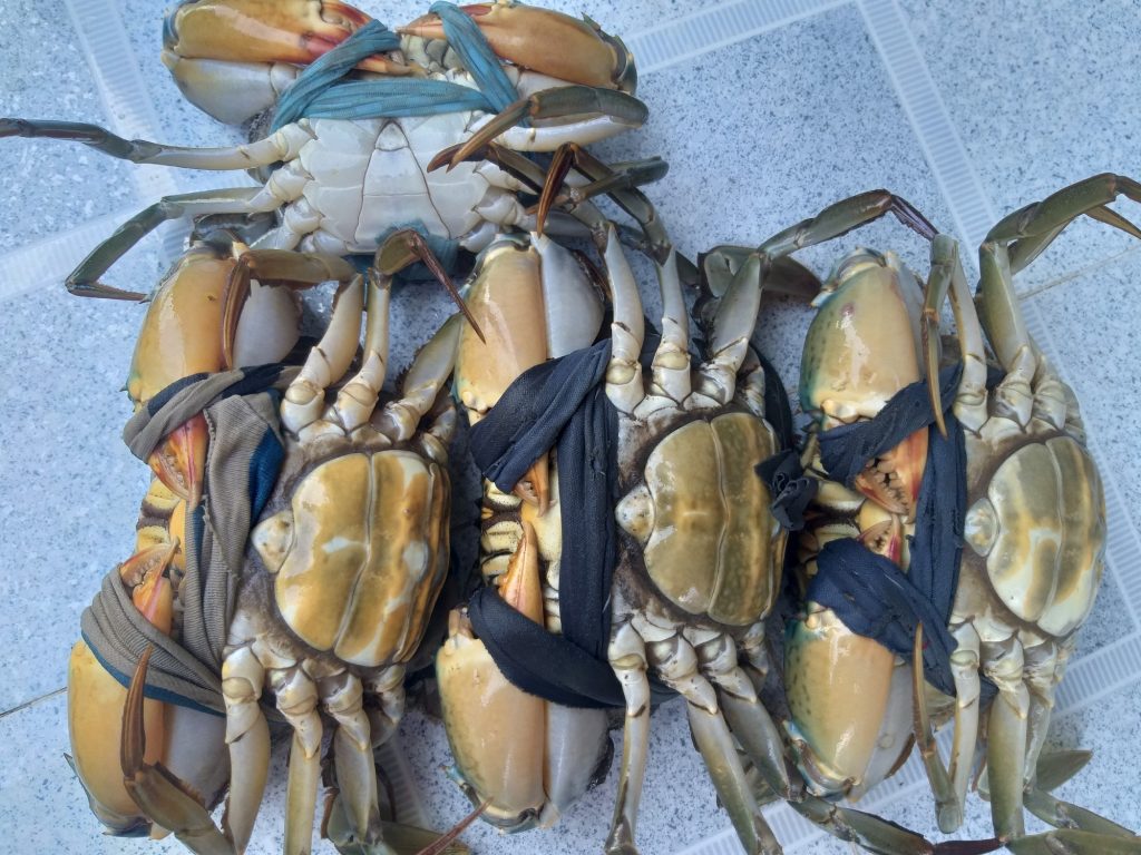 chu kỳ lột xác của cua