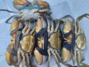 chu kỳ lột xác của cua