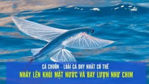 cá chuồn có biết bay không