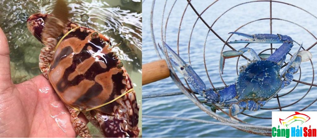 ghẹ xanh ghẹ đỏ ghẹ nào ngon hơn