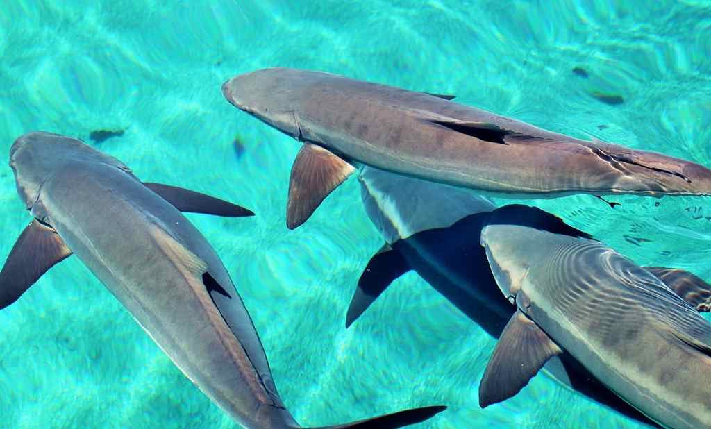 cá bớp là cá sông hay biển