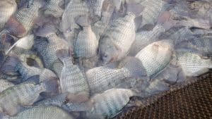 môi trường sống của cá rô phi