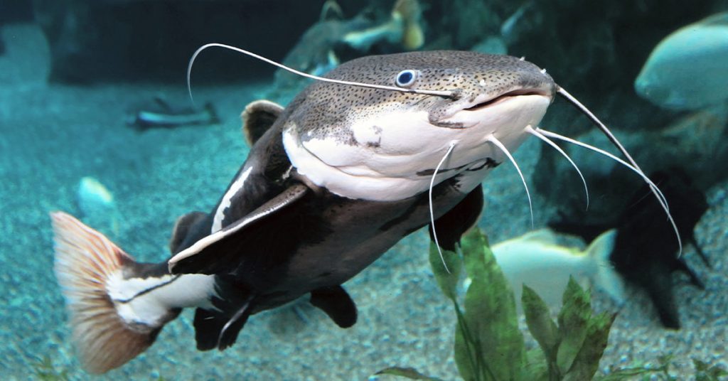 các loài cá trê phổ biến