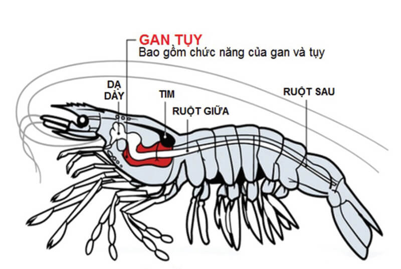 cấu tạo của tôm hùm
