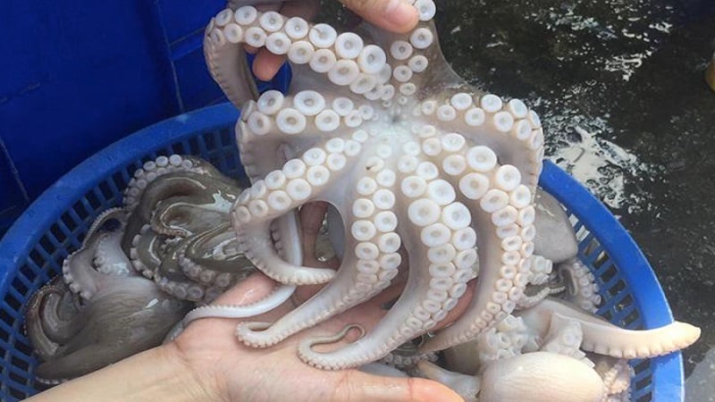 bạch tuộc có tác dụng gì