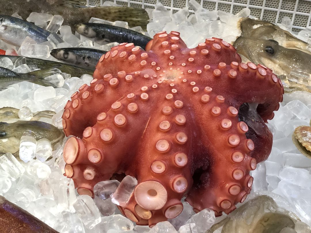 tác dụng của bạch tuộc đối với sức khỏe