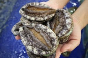 tác dụng của bào ngư