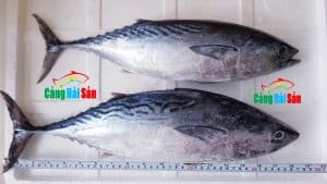 chế biến cá ngừ bông