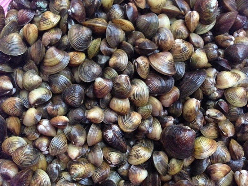 hến có tốt cho sức khỏe mẹ bầu không